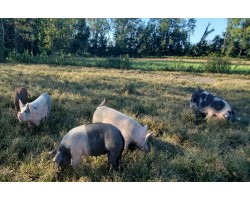 Pastured, Non-GMO Breakfast Sausage Patties